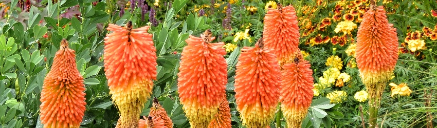 Kniphofia banner